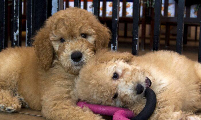 ‘Pandemic Puppies’ Trend Dogged by Animal Welfare Concerns