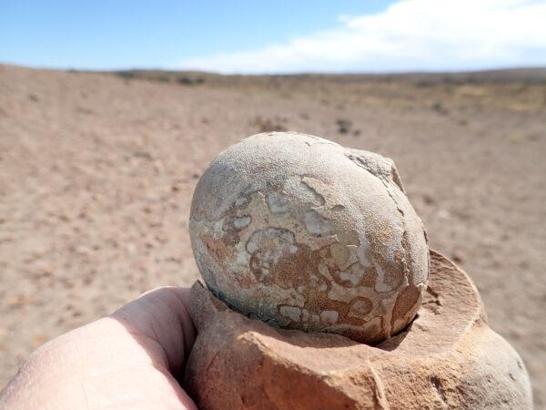 The fossilized egg of the Jurassic Period plant-eating dinosaur Mussaurus patagonicus is seen after being found in southern Patagonia, Argentina, in an undated photograph. (Roger Smith/Handout via Reuters)