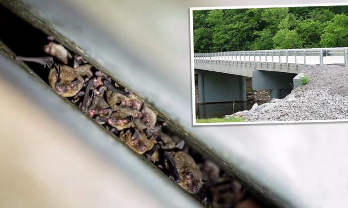 New Bat-Friendly Bridge Replaces Old Kentucky Bridge Home to Thousands of Endangered Bats