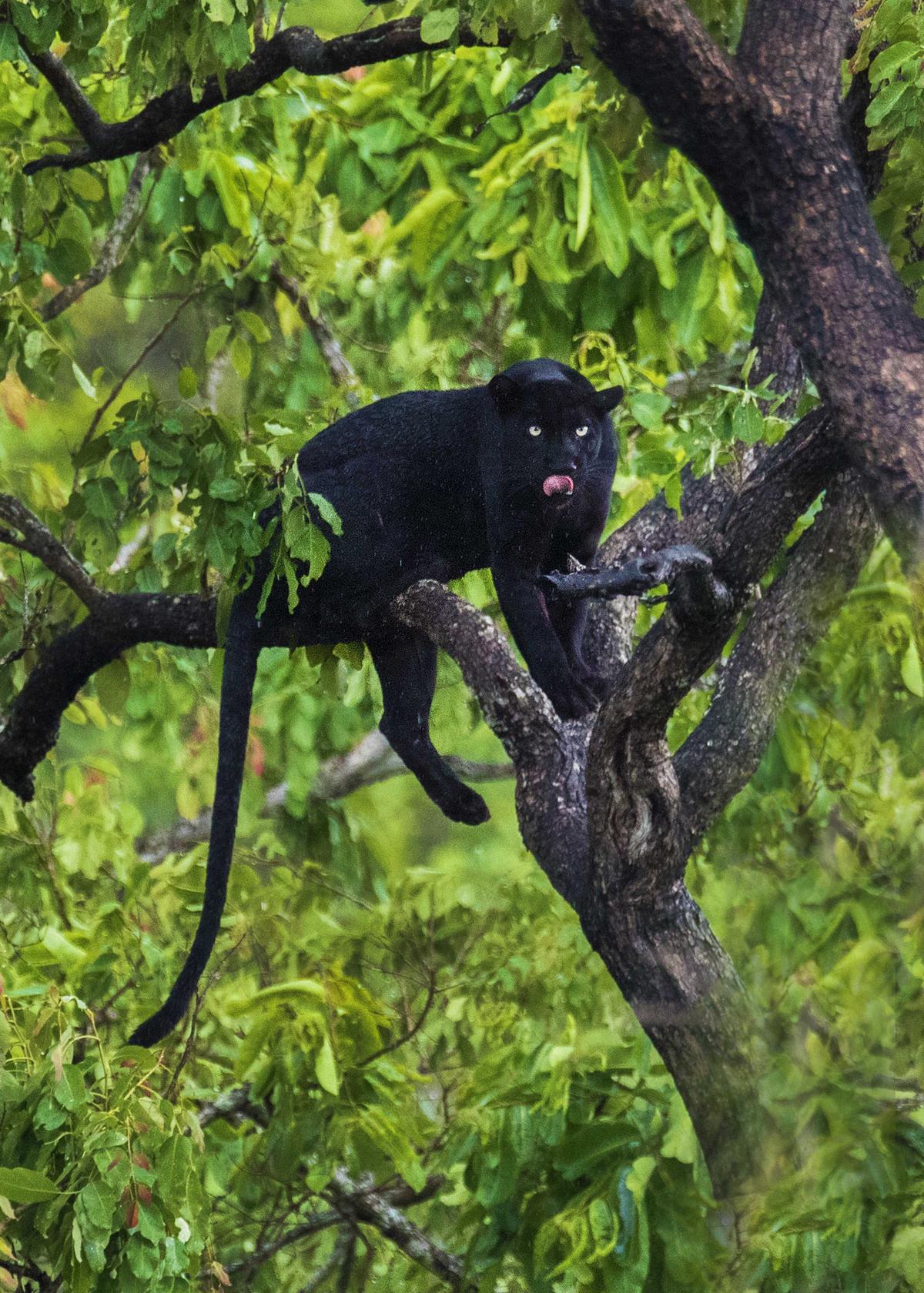 A rare black panther in a tree looks down at the photographer. (Courtesy of Caters News)