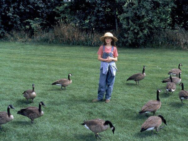 Amy (Anna Paquin) and her goslings. (Columbia Pictures)