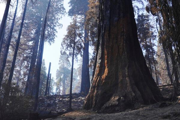 A giant sequoia, right, shows blackened scarring from the forest fire, seen during a media tour of Redwood Canyon in Kings Canyon National Park, Calif., on Oct. 15, 2021. (Eric Paul Zamora/The Fresno Bee via AP)