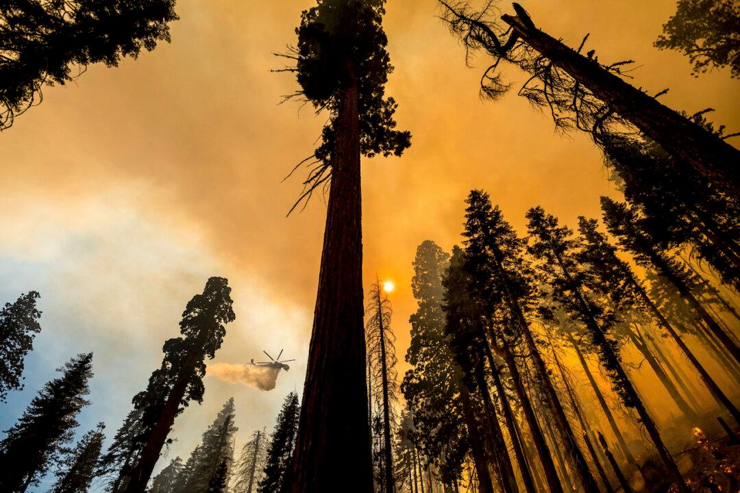About 10,000 Trees to Be Removed After California Wildfire