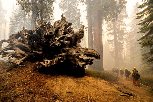 Firefighters battle the Windy Fire as it burns in the Trail of 100 Giants grove of Sequoia National Forest, Calif. on Sept. 19, 2021. (AP Photo/Noah Berger)