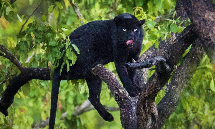 Wildlife Photographer Snaps Black Leopard After 2 Years Tracking—And the Photos Are Electric
