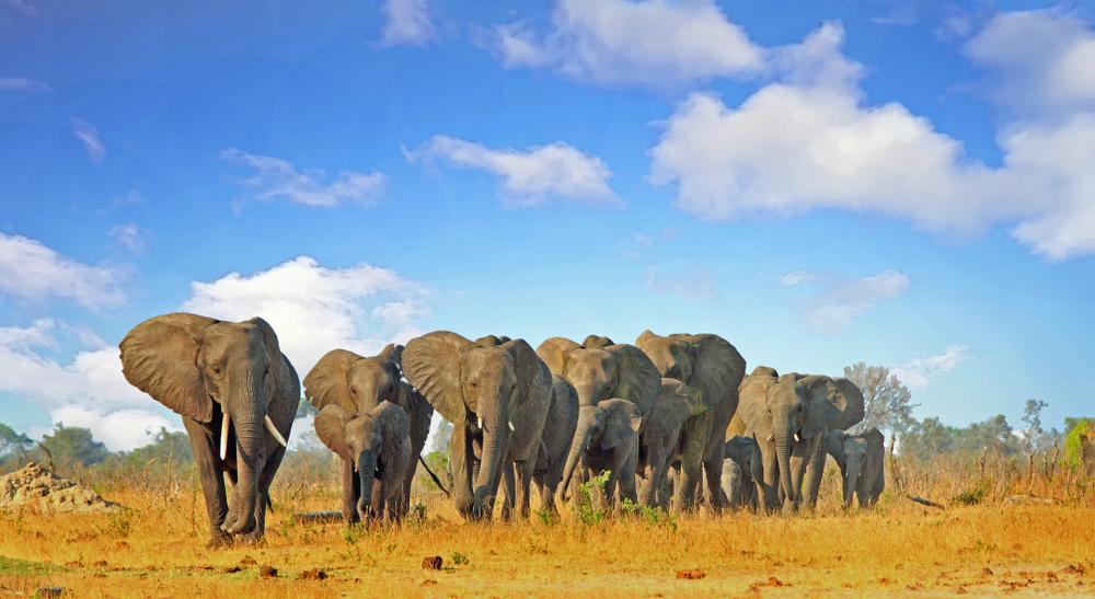 An elephant herd in Hwange National Park. Zimbabwe is known for its safaris. (Paula French/Shutterstock)