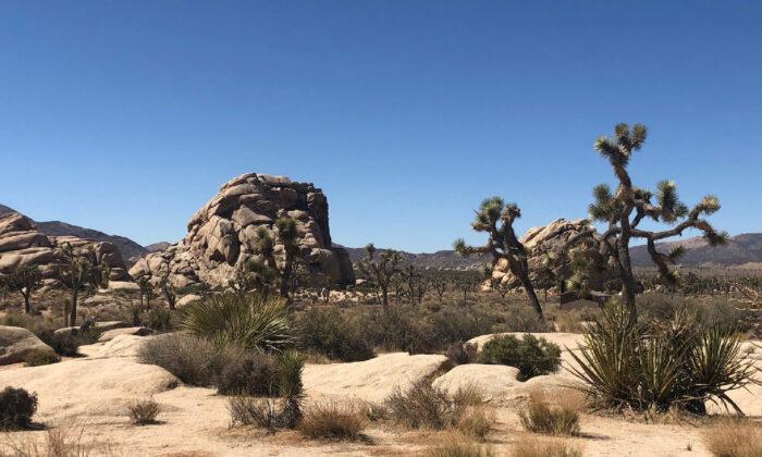 Discover the Flora and Fauna of Joshua Tree National Park