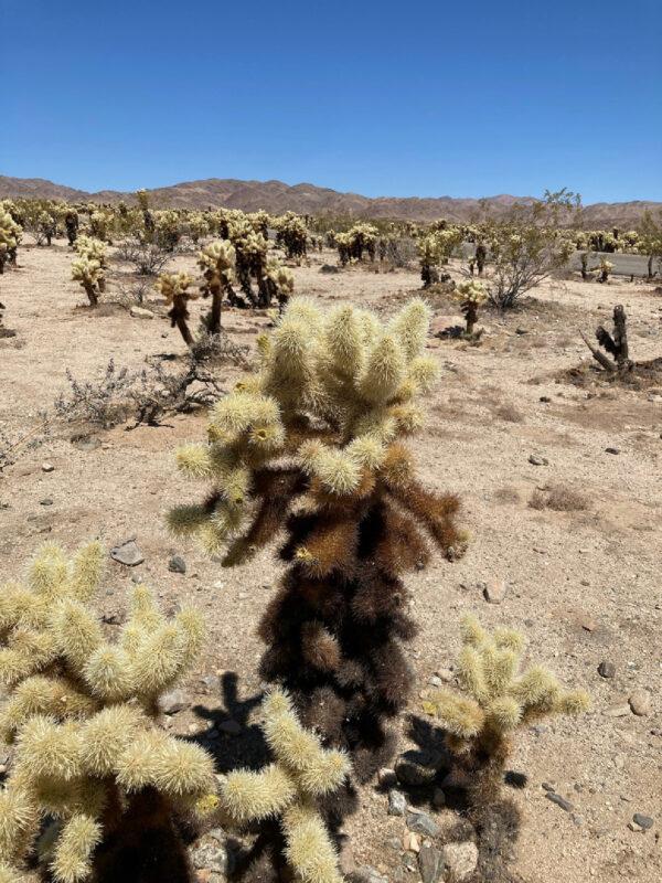 Teddy bear cholla cacti can be found in California's Joshua Tree National Park. (Bill Neely)