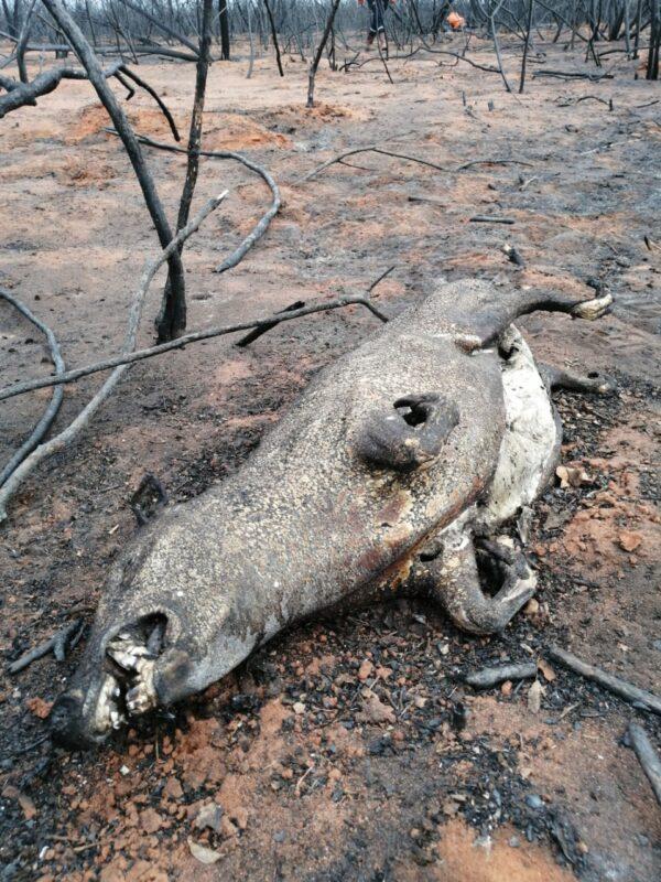 A carcass of a capybara in a wildfire-affected area in the Chiquitania region of Santa Cruz in August 2019. (Cesar Calani Cosso/The Epoch Times)
