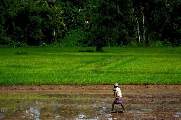 A farmer prepares a paddy field for sowing in Biyagama on the outskirts of Colombo, Sri Lanka, on Oct. 21, 2020. (Ishara S. Kodikara/AFP via Getty Images)