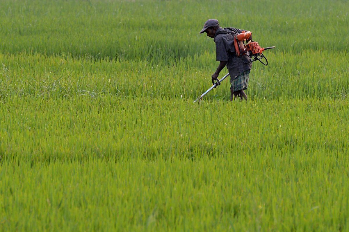 A Sri Lankan farmer works in a paddy field on the outskirts of Colombo on Jan. 9, 2016. (Lakruwan Wanniarachchi/AFP via Getty Images)