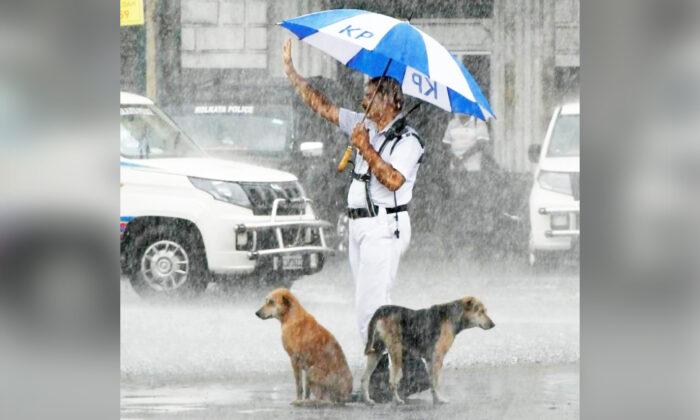 Photo Shows 2 Soaking-Wet Dogs in the Rain, Traffic Officer Sheltering Them Under His Umbrella