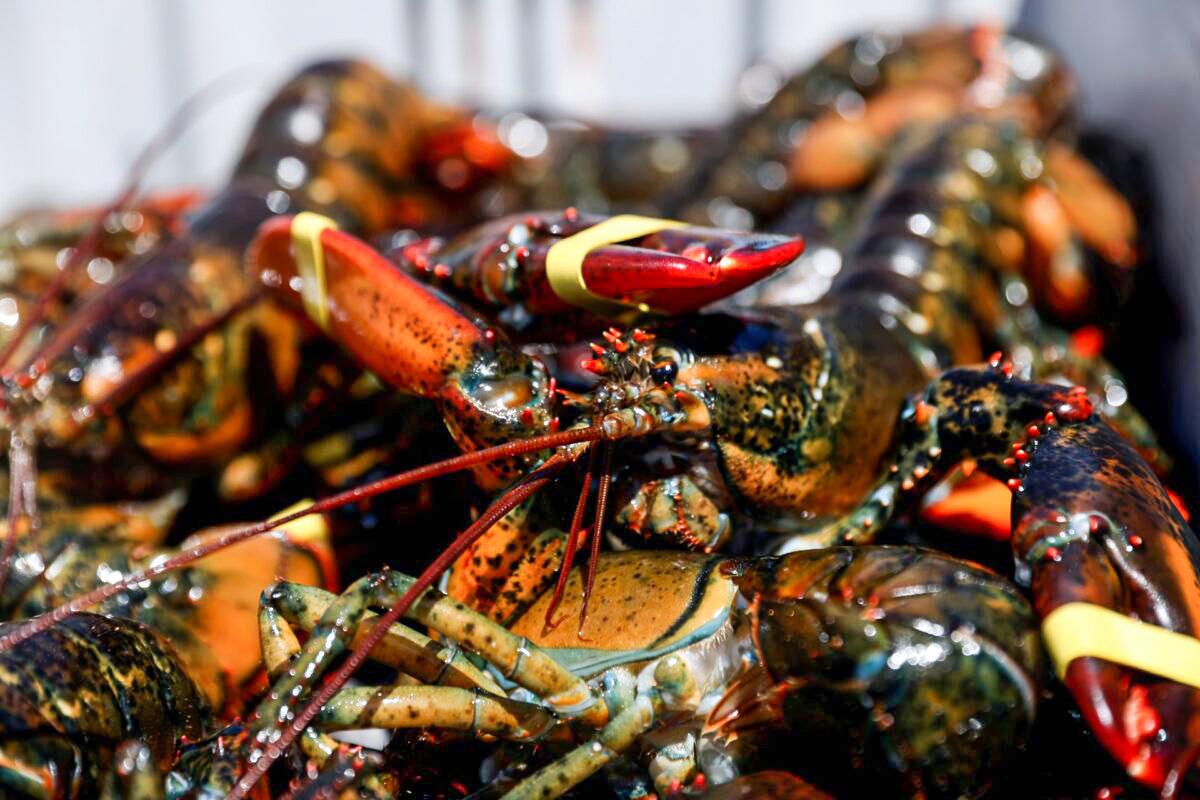 China-Linked Twitter Accounts Claim COVID-19 Came From Maine Lobsters