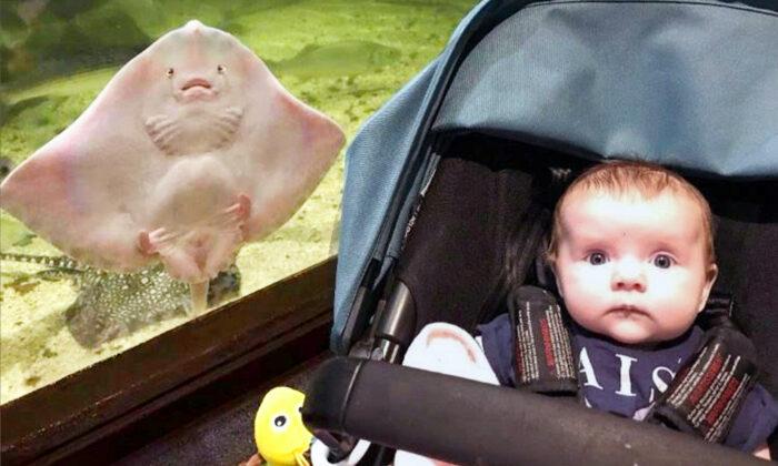 Stingray Photobombs Mom’s Picture Pulling the Same ‘Facial Expression’ as Her Baby