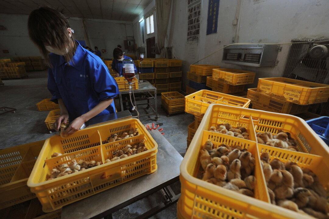 China Reports World’s 1st Human Death From H3N8 Bird Flu