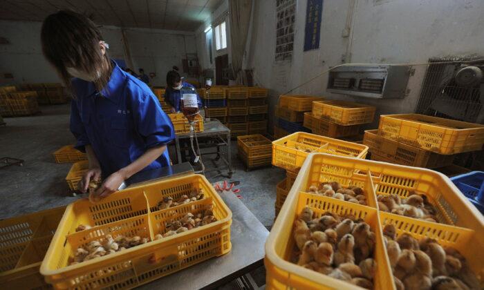 China Reports World’s 1st Human Death From H3N8 Bird Flu