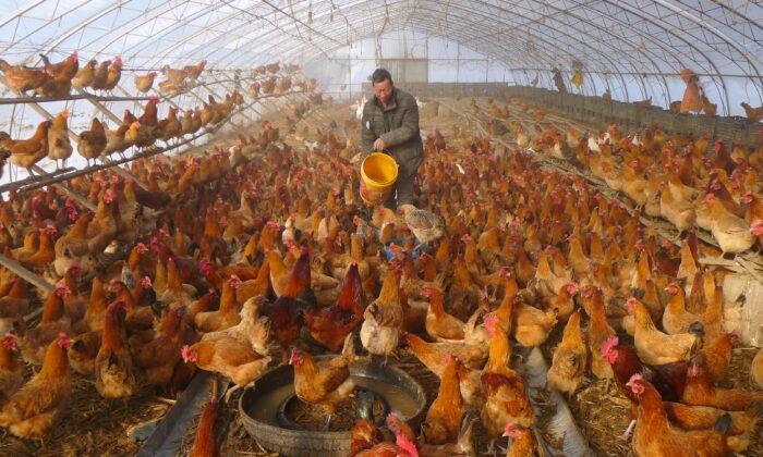 Rise in Human Bird Flu Cases in China Shows Risk of Fast-Changing Variants: Health Experts