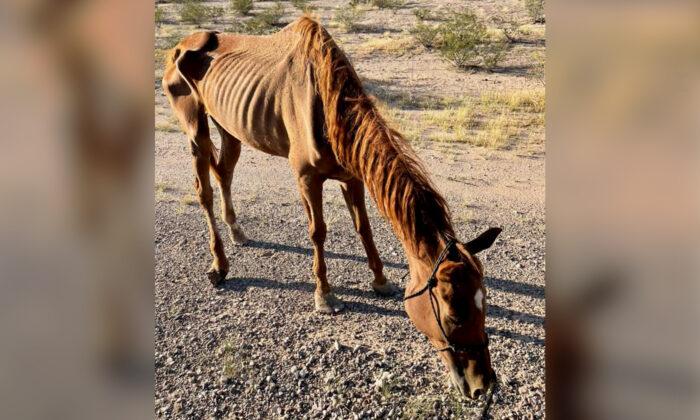 ‘A Walking Skeleton’: Horse Left to Fend for Herself in Desert Saved in Nick of Time, Making Recovery