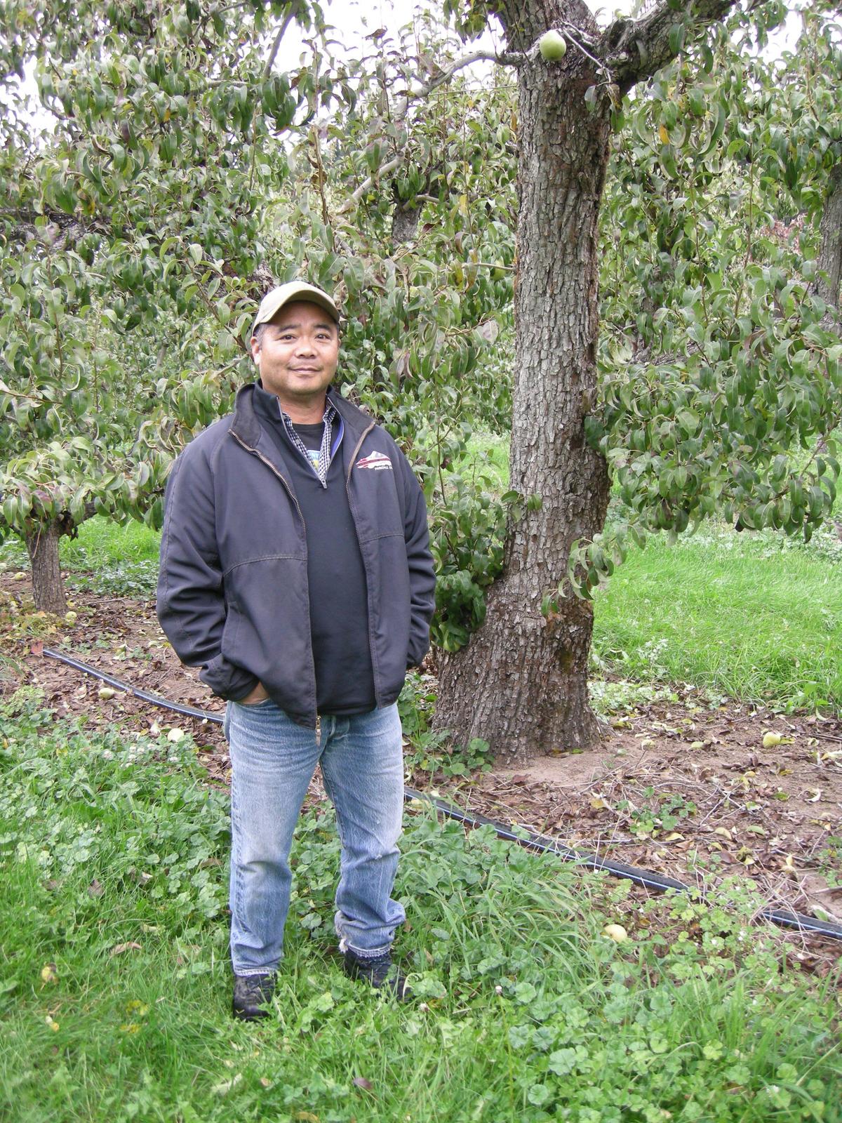 Randy Kiyokawa stands next to a 70-year-old Anjou pear tree. (Eric Lucas)