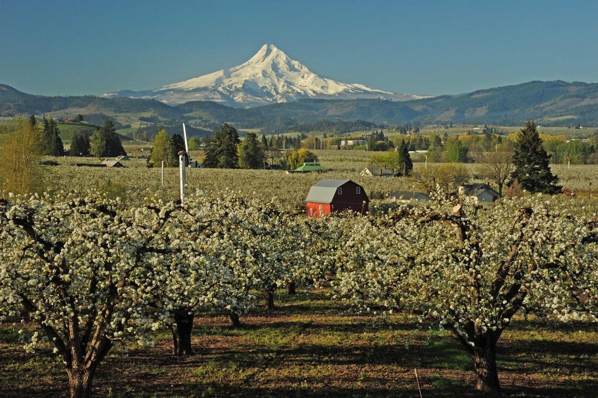 Oregon’s Hood River Valley is the U.S. capital of pear production. (Courtesy of Visit Hood River)