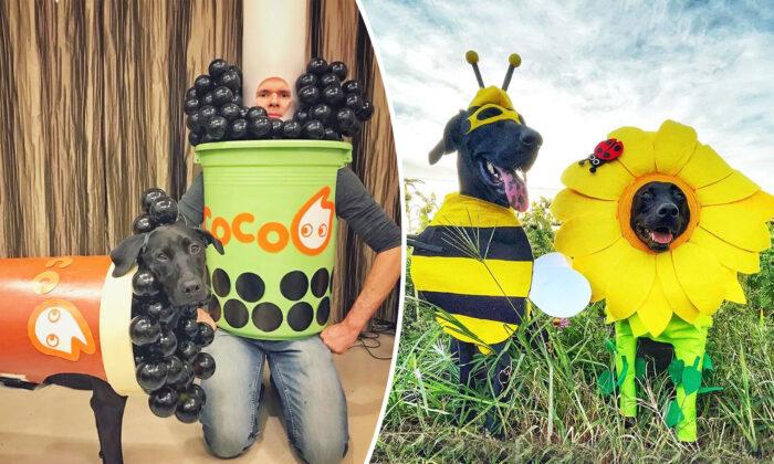 Halloween-Loving Canadian Moves Overseas, Now His Rescued Dogs Wear His Best-Made Costumes