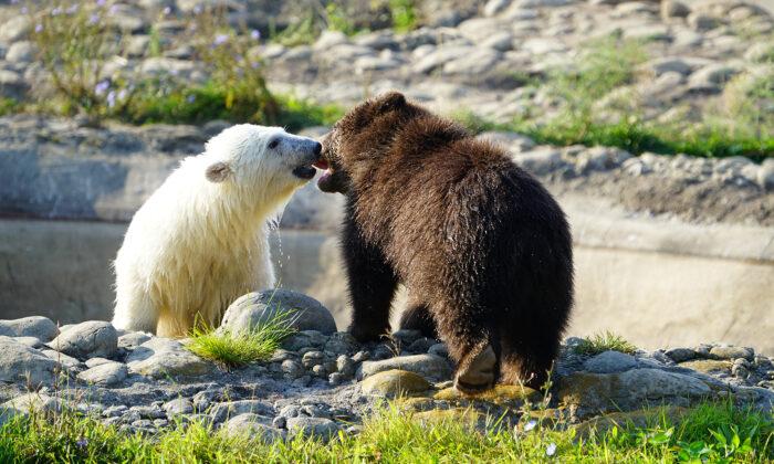 VIDEO: Orphaned Baby Grizzly Meets Polar Bear Cub Companion After Arriving at Detroit Zoo