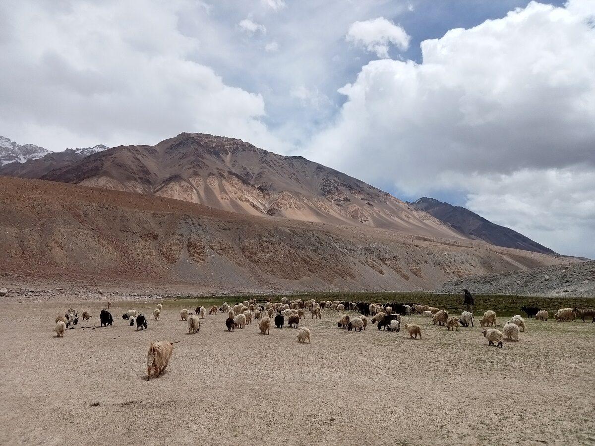 A herd of pashmina goats grazing in a valley in Changthang in eastern Ladakh on June 22, 2021. (Venus Upadhayaya/Epoch Times)