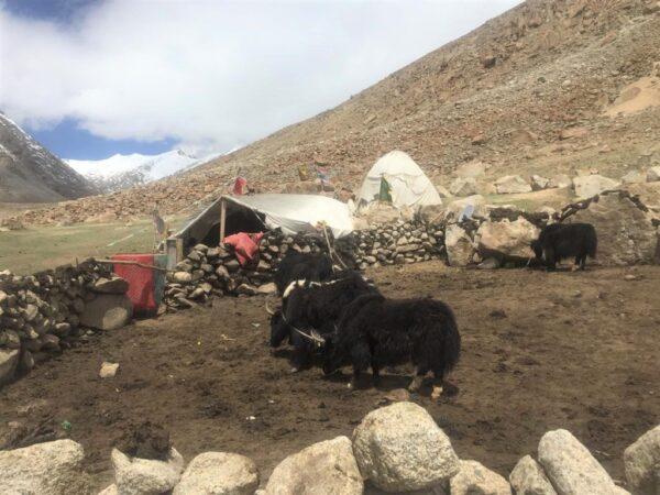 A yak pen along with the tents of a Changpa nomadic family in Changthang, en route to Pangong Tso Lake, in Ladakh, India, on June 22, 2021. (Venus Upadhayaya/Epoch Times)