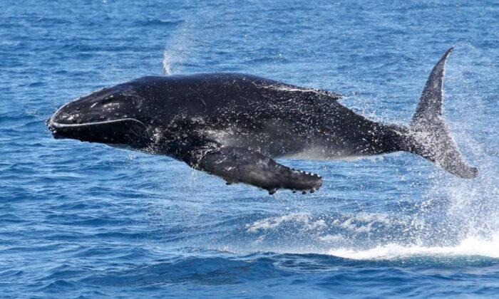 Whale Watchers Snap Humpback Calf Seeming to Soar Through the Air in Perfectly Timed Photos