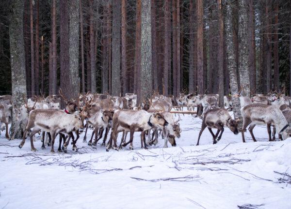 Reindeer out and about in their natural element. (Natalia Flejszar/Shutterstock)