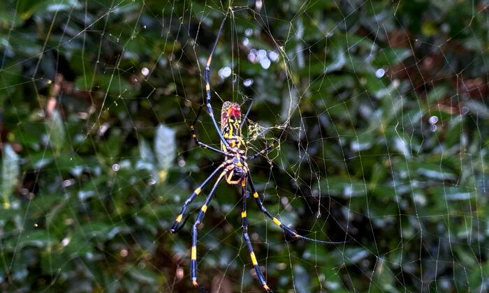Asian Spider Takes Hold in Georgia, Sends Humans Scurrying