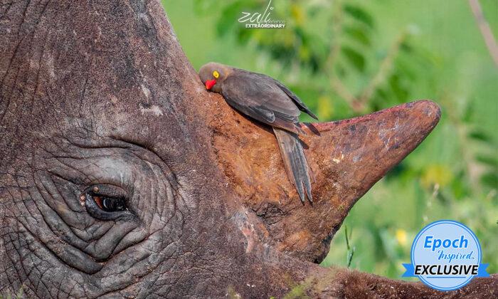 A Little Bird Hugging a Resting Rhino’s Horn Is Captured in Safari Guide’s Amazing Photo