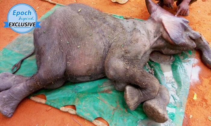 (Video) Collapsed Elephant Calf Gasping for Air in Muddy Pool Thrives After Rescue: ﻿‘He Is So Brave’