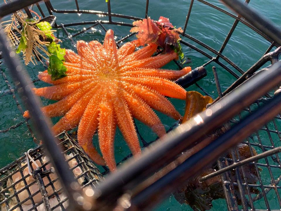 A critically endangered sunflower starfish  is seen accidently caught in a crab trap off the coast of Orcas Island in Washington state. (SWNS)