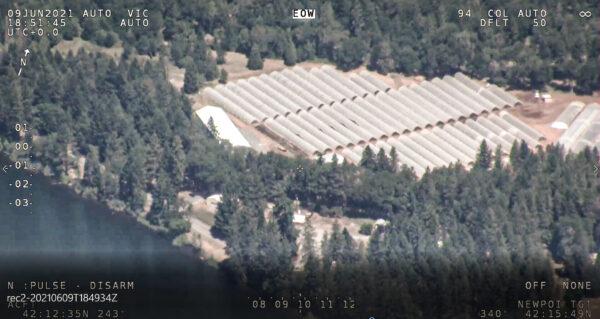 International criminal organizations are illegally growing marijuana on an industrial scale in southern Oregon. (Courtesy of Josephine County Sheriff's Office)