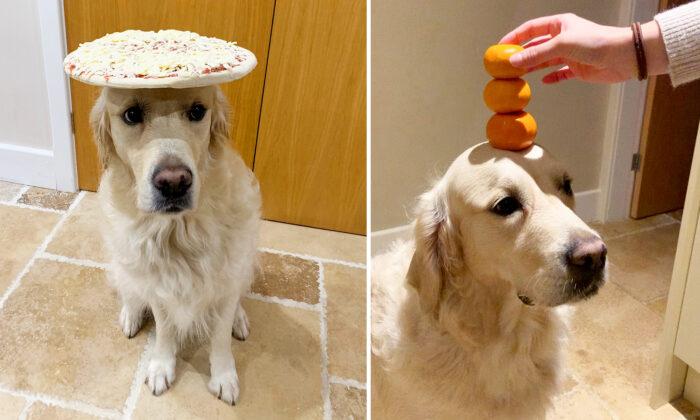 Talented Golden Retriever Sits Patiently as He Balances Any and All Food on His Head