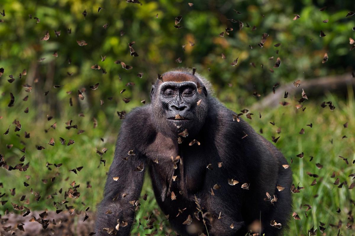 The Grand Prize Winner in The Nature Conservancy’s 2021 Global Photo Contest depicts a female adult gorilla named Malui walking through a cloud of butterflies. (Courtesy of <a href="https://www.anupshah.com/">Anup Shah</a>)