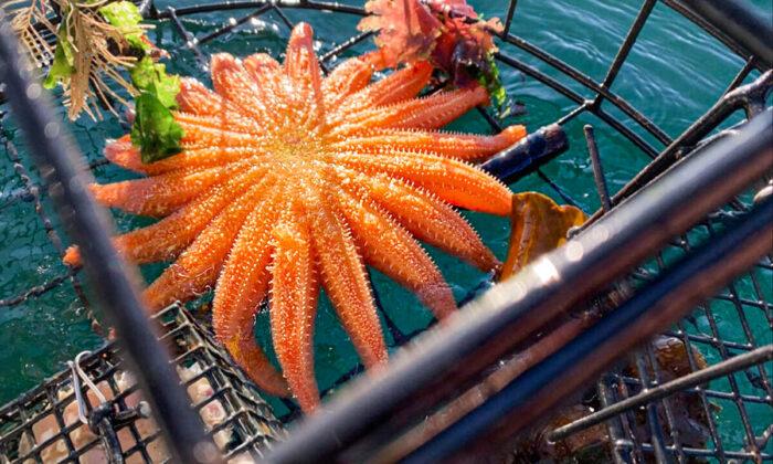 Fisherman Shocked to Find Incredible 19-Armed Fluorescent Sunflower Starfish in Crab Trap