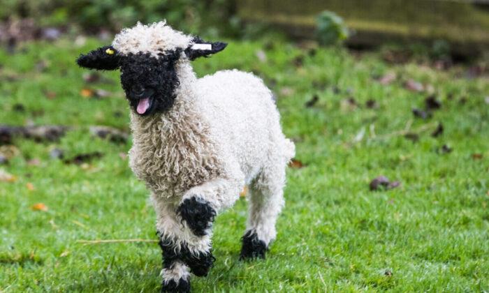 Sheep Deemed Cutest in the World Permitted in Australia