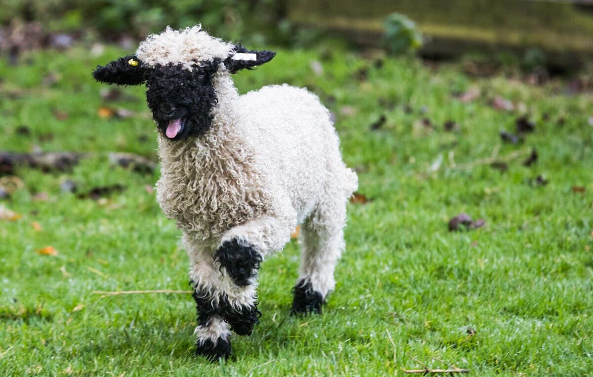 Sheep Deemed Cutest in the World Permitted in Australia