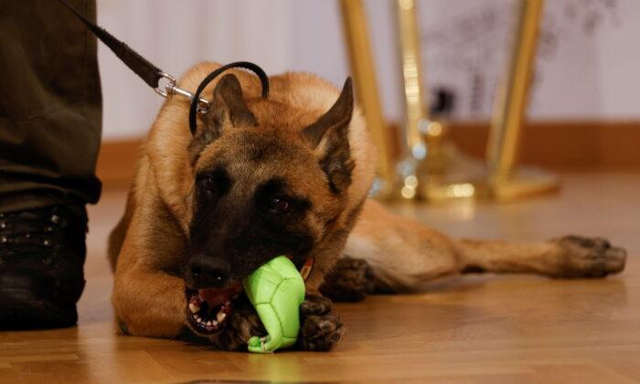 Austrian Army Dogs Join Growing Global Pack of COVID-Sniffers