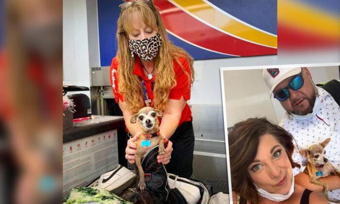 Couple Flying to Vegas Shocked to Find Their Chihuahua Hiding Inside Suitcase at Luggage Counter