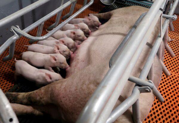 Piglets drink milk from a sow at a pig farm in Yaji, Guangxi Zhuang Autonomous Region, China on March 21, 2018. (Thomas Suen/Reuters)