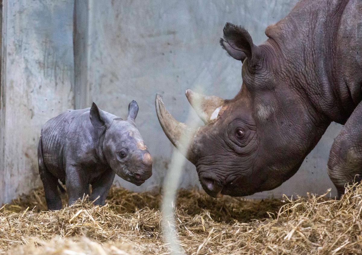 A critically endangered eastern black rhinoceros calf was born at Flamingo Land in North Yorkshire on 24 Oct. (SWNS)