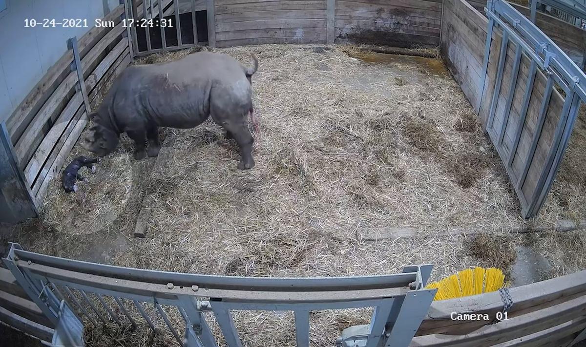 Video footage taken from inside the rhinos' enclosure shows the moments during and after Samira gave birth at 5:25 p.m., Oct. 24. (SWNS)