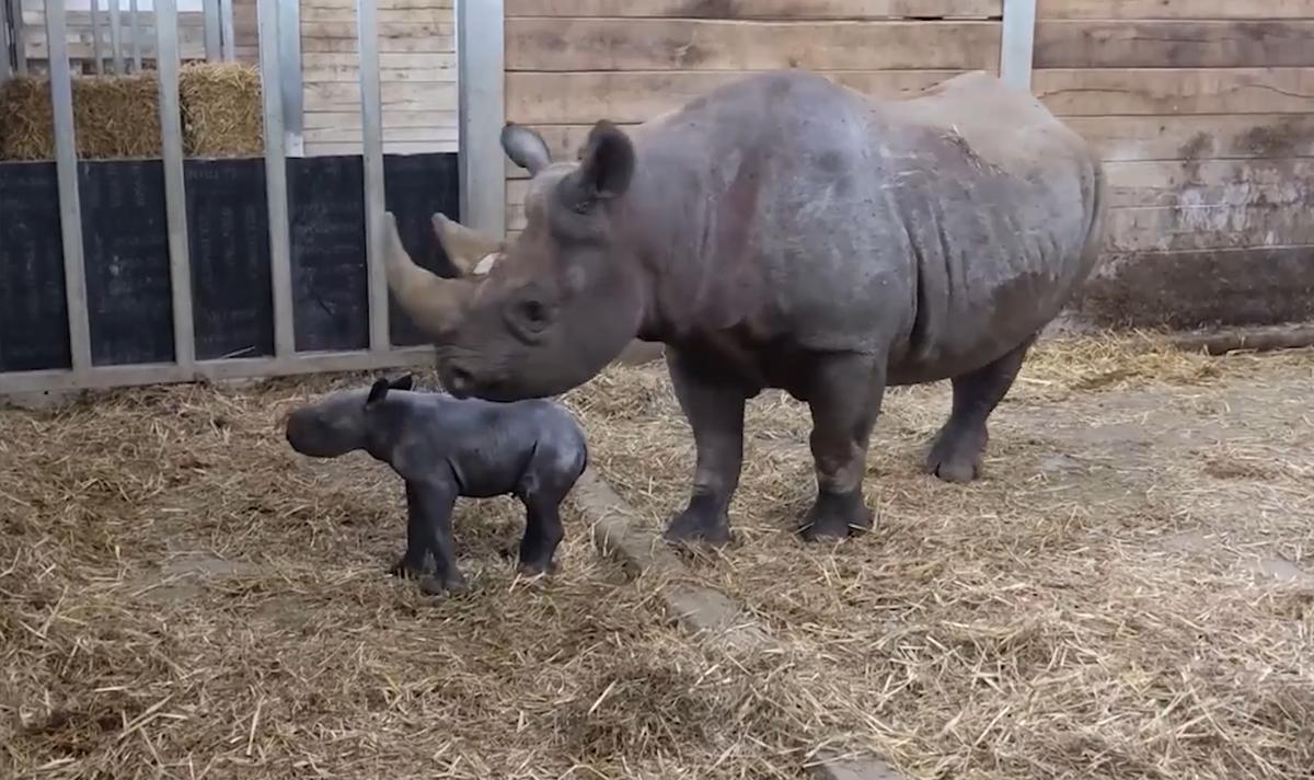 A screen grab taken from video footage inside the rhinos' enclosure. (SWNS)