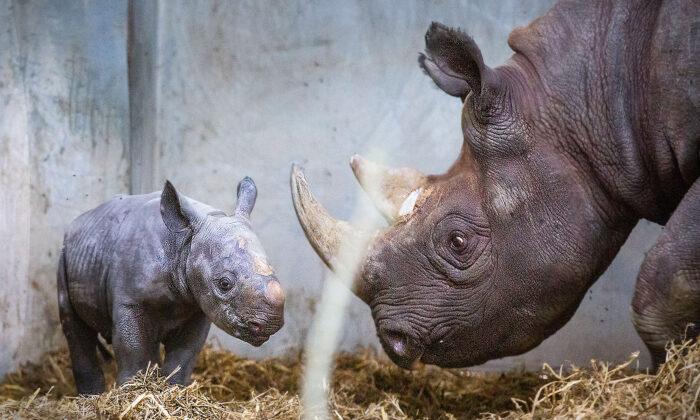 Adorable Photos Show Critically Endangered Baby Eastern Black Rhino Born to Mom at British Zoo