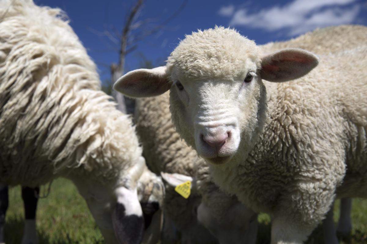 Australia Banks On Carbon Offsets To Reach Net Zero Emissions