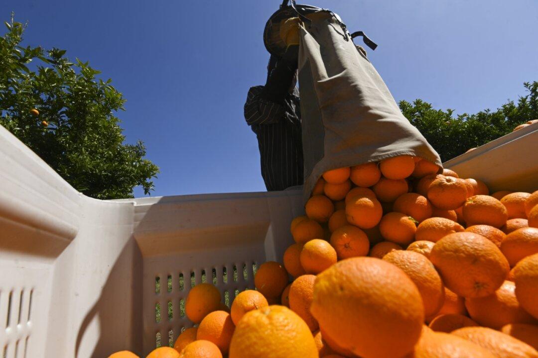 Aussie Farmers Fear Visa Changes Will Shrink Harvest Workforce