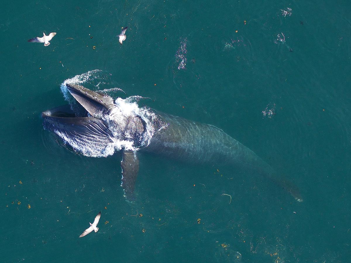 A blue whale with a removable tag surfaces off the coast of California in this undated handout photograph. (Goldbogen Laboratory, Stanford University, and Duke University Marine Robotics and Remote Sensing under NOAA/NMFS permits/Handout via Reuters)